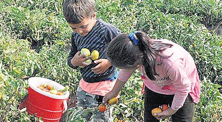 Tarım işçilerinin çocuklarına eğitim desteği 