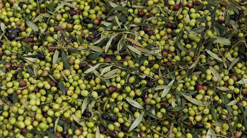 Türkiye’nin zeytin üretimi rekora ulaştı