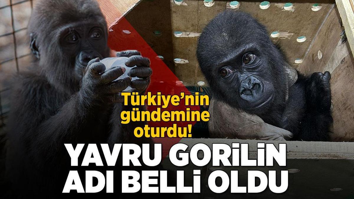 Yavru gorilin adı ne oldu? İstanbul Havalimanı’nda bulunmuştu!