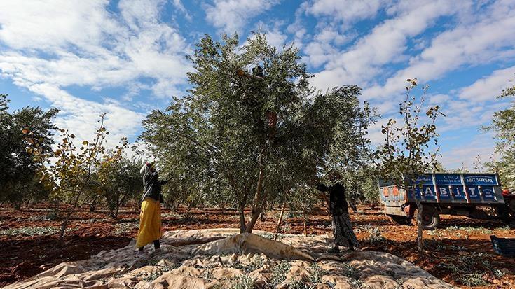 Zeytin ve Antep fıstığı 2024’te üreticisini sevindirdi!