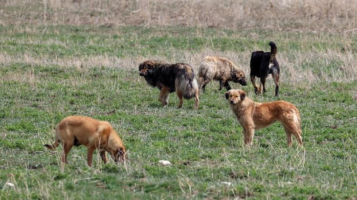 Bakanlıktan belediyelere: Köpeklerin toplanması için 2028’i beklemeyin