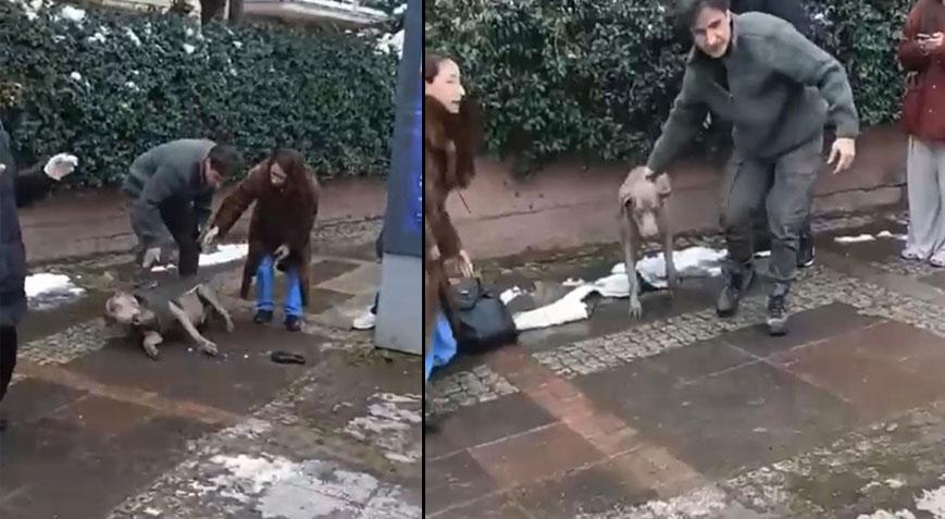 Beşiktaş’ta dehşet: Elektrik akımına kapılan köpek sahibini ısırdı