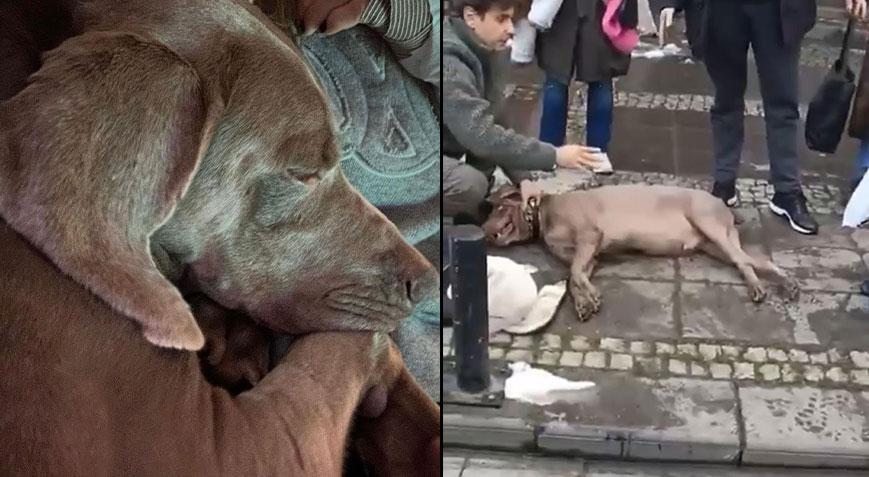 Beşiktaş’ta köpek elektrik akımına kapılıp sahibi ısırmıştı! ‘Choko’dan haber var