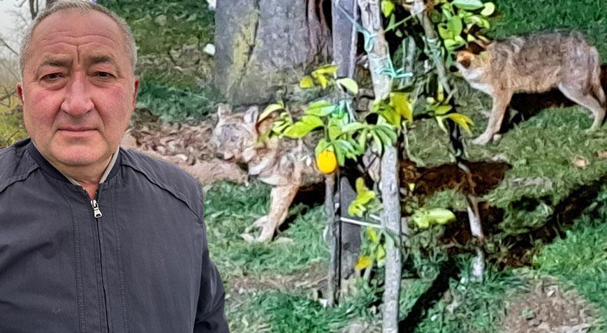 ‘Cori’ ve arkadaşları! Her gün yemek yemeye gelip gidiyorlar