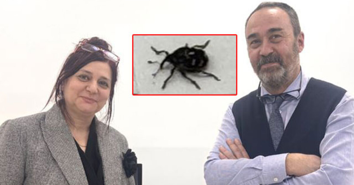 Erzurum haberleri: Böcek ama çok anlamlı… Adı: Neslihanae | Son dakika haberleri