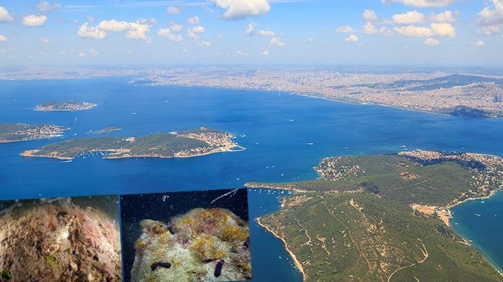 Kabus Marmara’nın dibinde! Büyükada ve Sivriada’nın derinlerinde görüntülendi