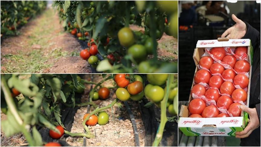 Kumluca ve Finike’nin domateslerini dünya tadıyor