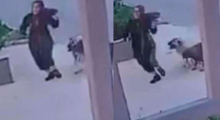 Mersin’de dehşet dolu anlar! Sokak köpekleri kadına saldırdı