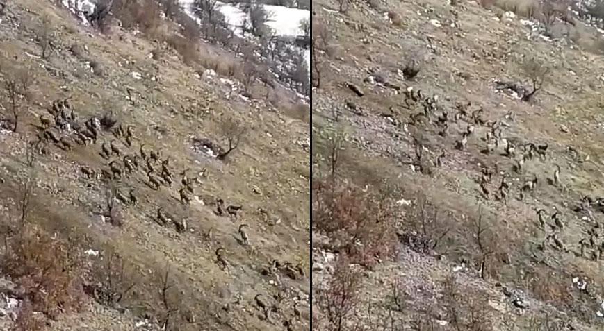 Nesli tükenme tehlikesi ile karşı karşıya! Elazığ’da sürü halinde görüldüler