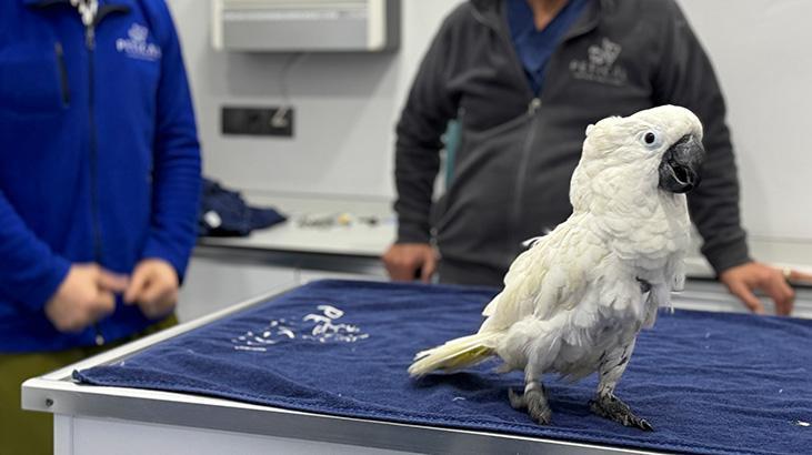 Veterinere giden papağanın görüntüleri sosyal medyada viral oldu