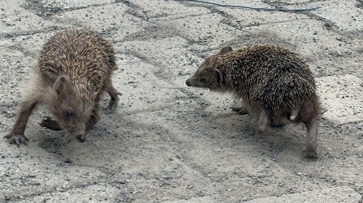 12 saat boyunca kendi ekseninde dönen kirpi şaşkına çevirdi! Ekipler müdahale eti