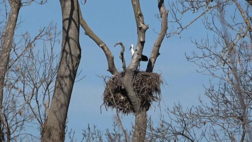 7 bin kilometre yol kat ettiler! Leylek Ormanı’na hareketlilik