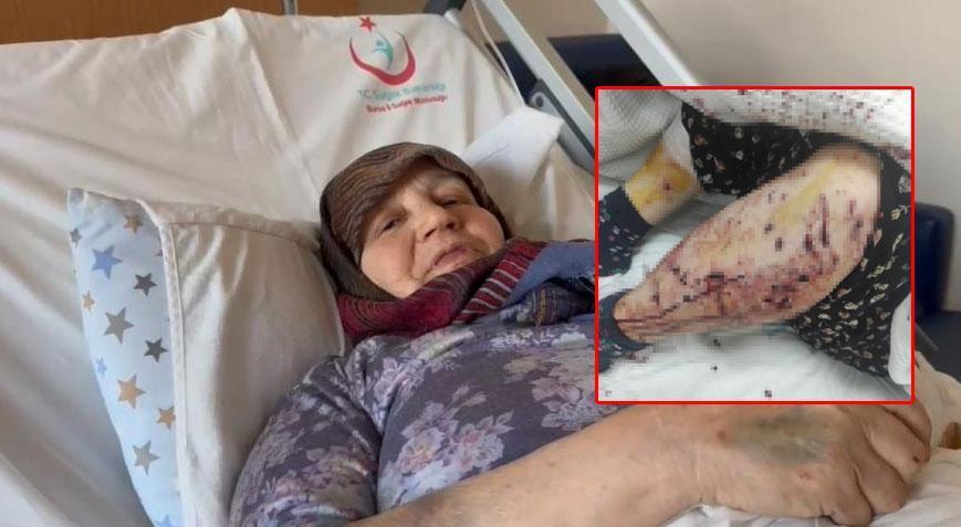 7 sahipsiz köpek 66 yaşındaki kadına dehşeti yaşattı!