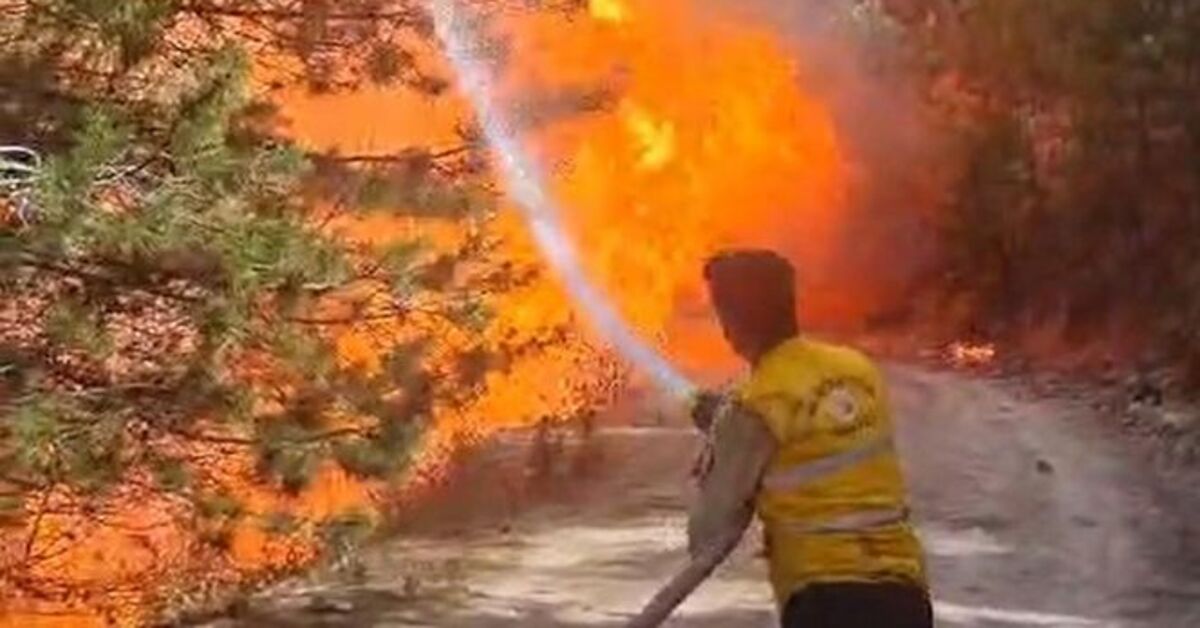 Aydın'da orman yangını çıktı – Güncel haberler