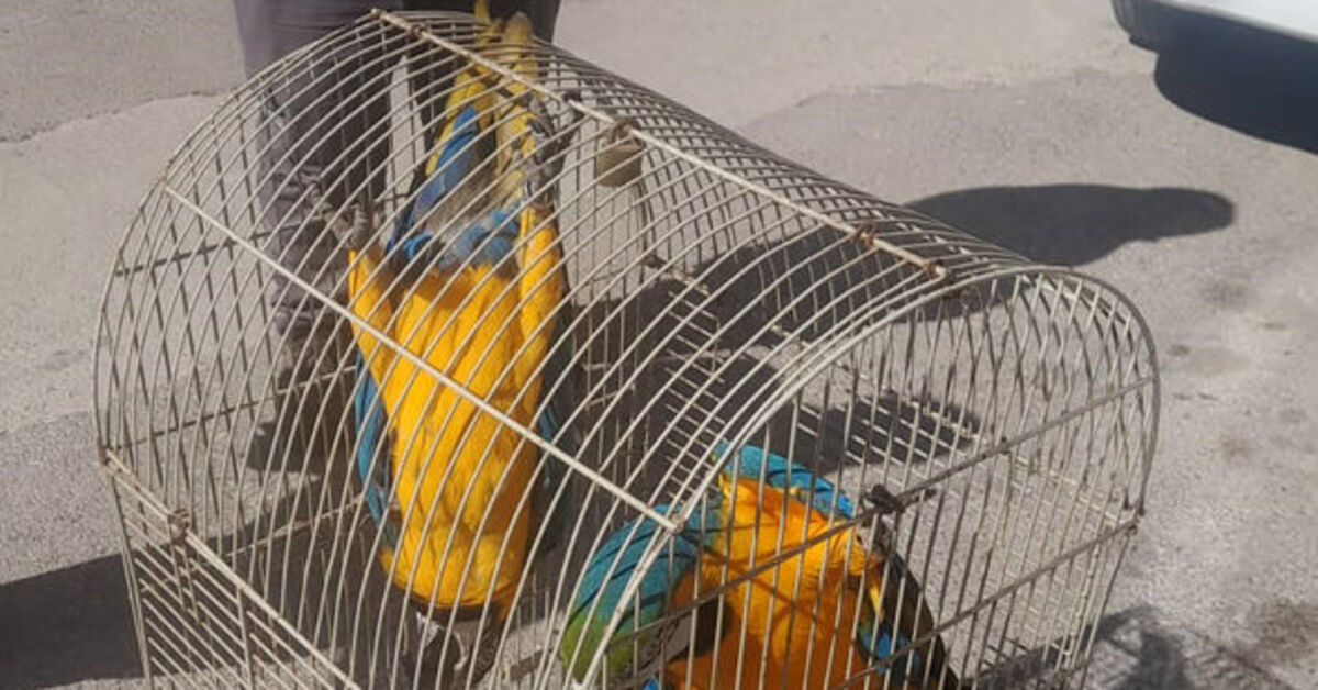 Belgesiz Macaw papağanı satışına 617 bin TL ceza | SON DAKİKA HABERLER | Son dakika haberleri