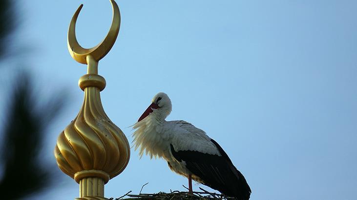 Bir leyleğin sadakati! Eşinin öldüğü yere 23 yıl sonra geri döndü