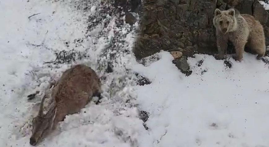 Boz ayı, yaralı dağ keçisini avlamak üzereydi! Giresun’da inanılmaz anlar…