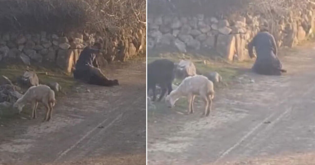 Bu nasıl bir ruh hali? Koyuna şiddetten gözaltı! Vahim olay kamerada! | Son dakika haberleri