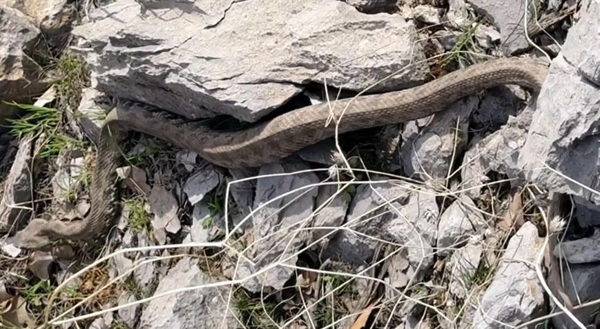 Hakkari’de panik anları! Metrelerce uzunlukta engerek yılanı görüntülendi