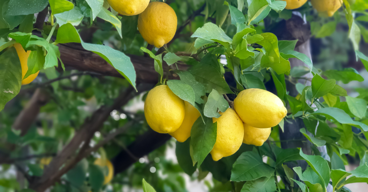 Hatay'dan Dubai'ye ihraç edilecek limonlarda pestisit tespiti: İmha edildi – Alışveriş Haberleri