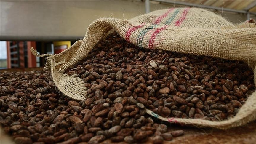 Kakao fiyatları yüzde 30’un üzerinde geriledi