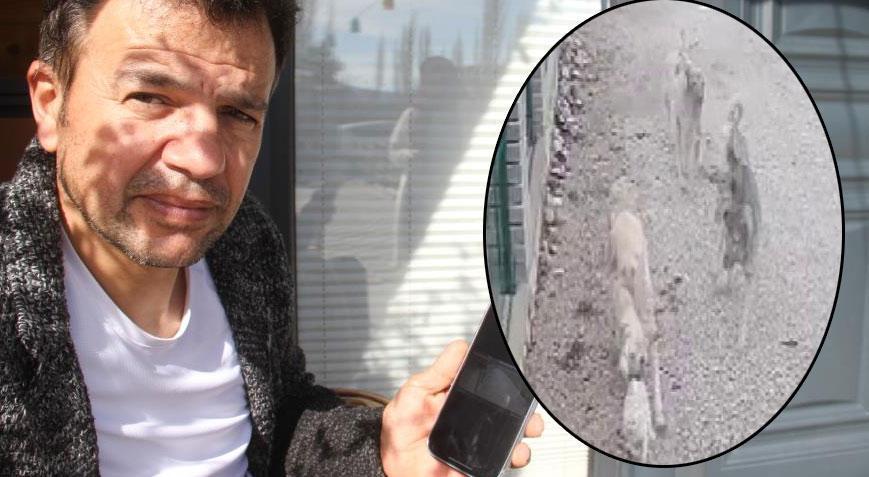 Kayıp kedi ile ilgili kahreden detay ortaya çıktı! ‘Hiçbir parçasını bulamadık’