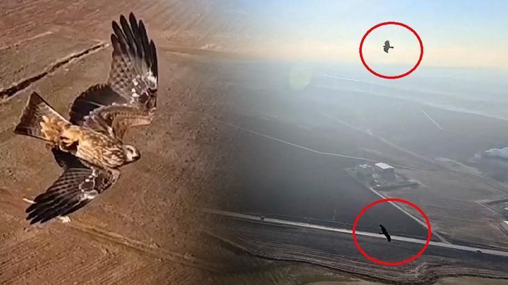 Kızıl şahinlerin dronla savaşı! Bütün sürüyü arkalarına takıp saldırıyor