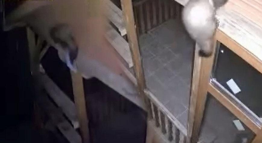 Nesli tehlike altında! Bağ evine girmeye çalışırken kameraya yakalandılar