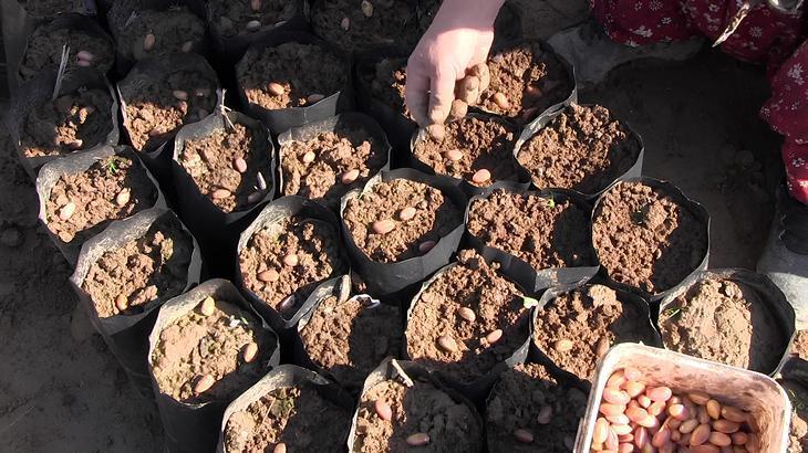 Siirt’te yetiştirilen fidanlar bölgenin fıstık ihtiyacını karşılıyor