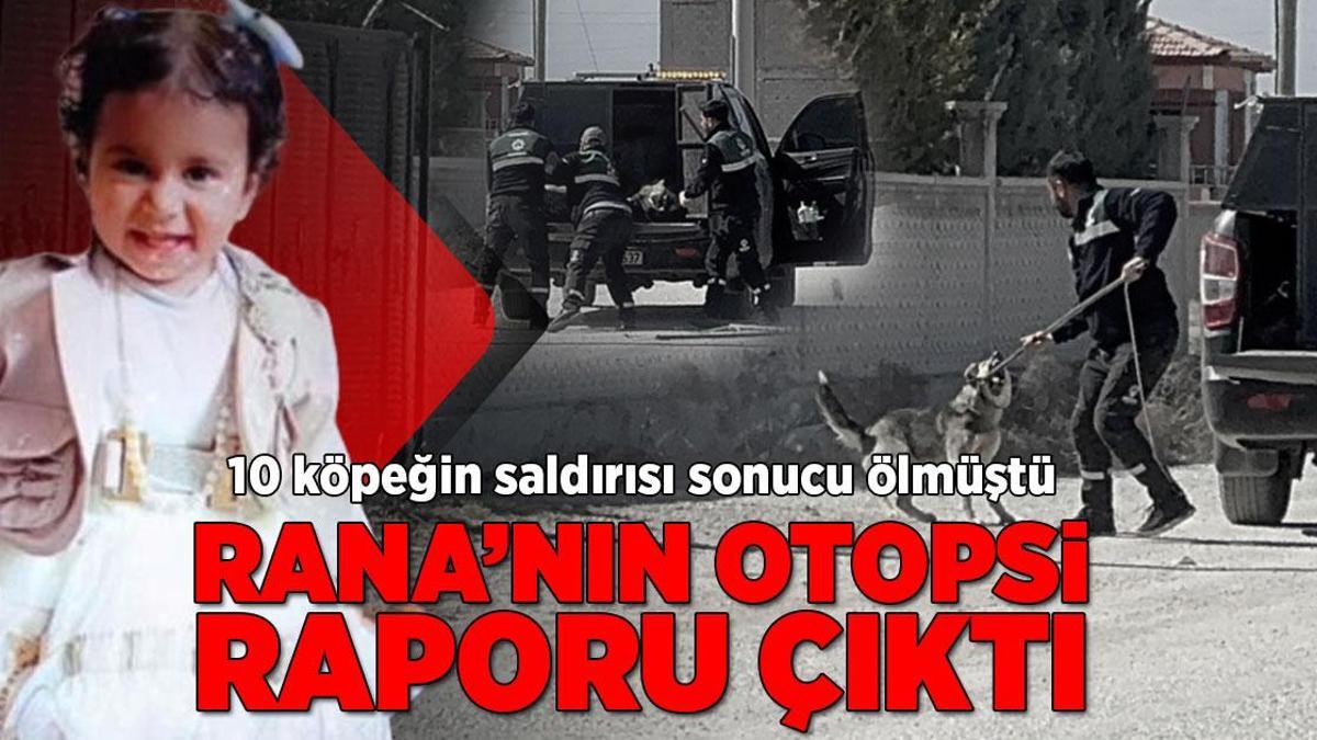 Son Dakika Haberleri: 10 köpeğin saldırısı sonucu ölmüştü! Rana’nın otopsi raporu çıktı