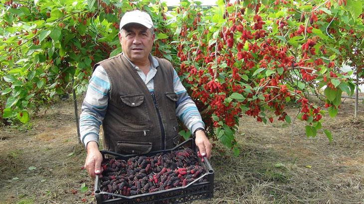 Turfanda yetişen karadutun yüzde 70’i ihraç ediliyor