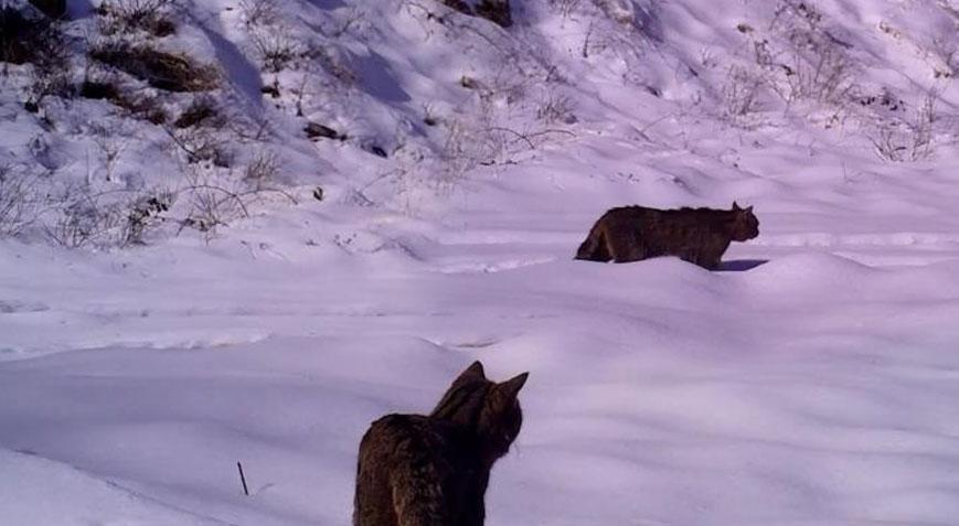 Türkiye’nin gizemli kedisi görüntülendi! İşte fotokapana yansıyan o an