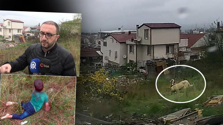 Yalova’da dehşet! 5 yaşındaki çocuğu köpeklerin ağzından zor aldılar