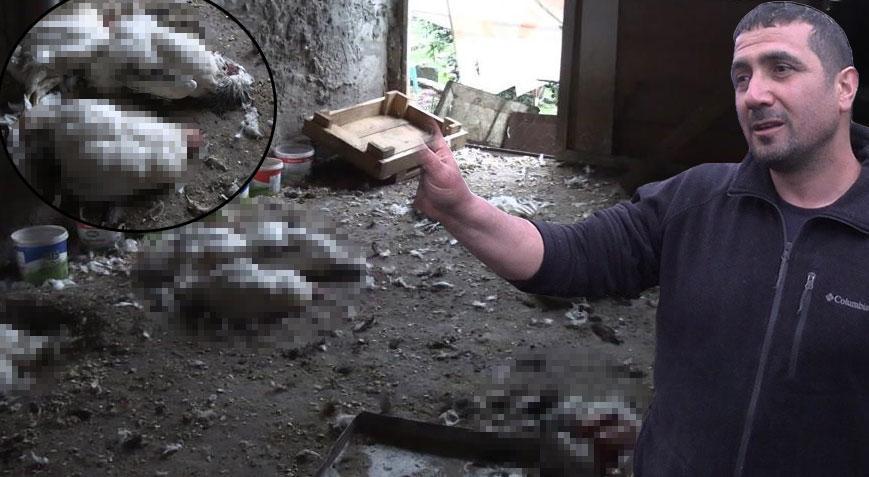 Yer: Rize! Kümeste katliam: Onlarca hayvan telef oldu