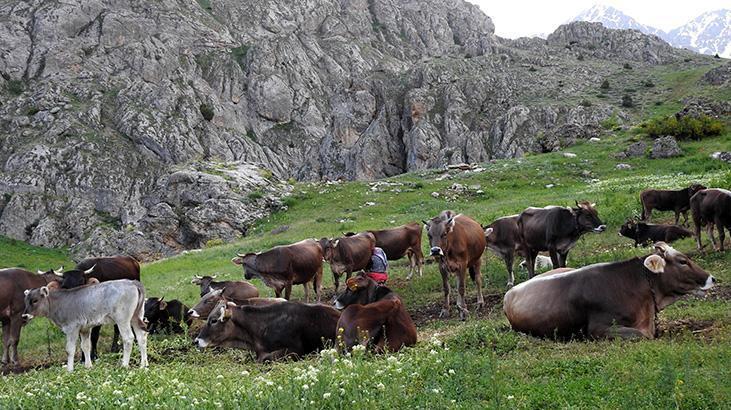 60 bin TL maaşla çoban bulamayınca sorunu böyle çözdüler