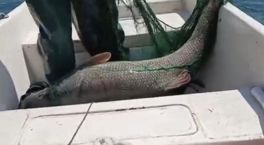 72 kiloluk dev ağa takıldı! 2 gün üst üste yakalandı