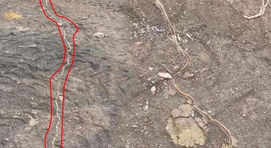Bir kentte kabus! Konvoy halinde görüldü: Dokunulduğu an öldürüyor