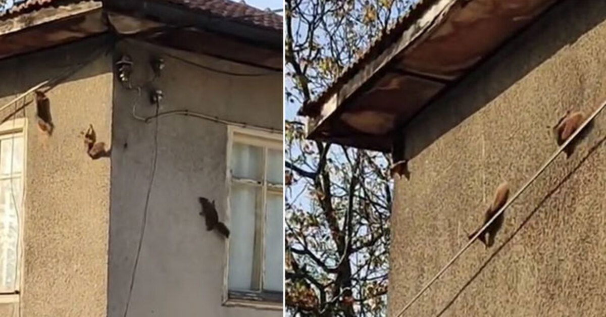Düz duvarda gezebiliyorlar… Kameraya yansıdı!