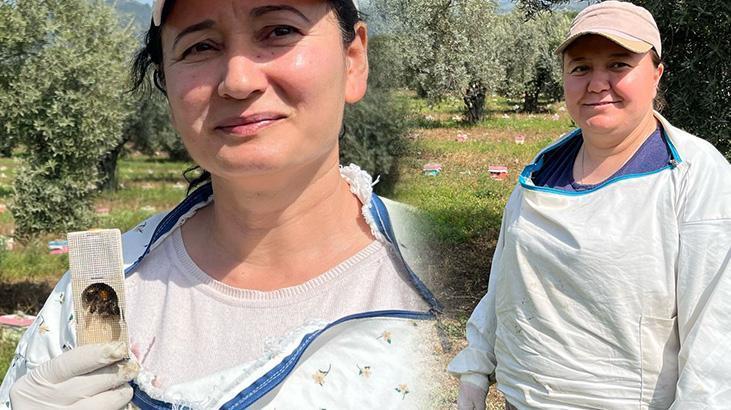 Gelin-görümcenin arı aşkı: Türkiye’nin dört bir yanından iletişime geçiyorlar