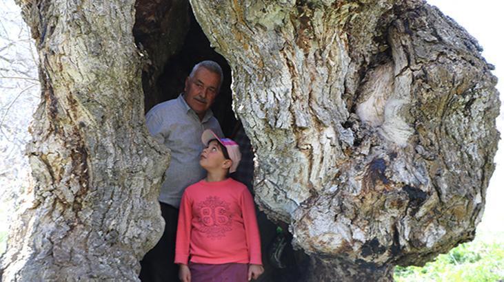 Görüntüleri sosyal medyada yayıldı: Çocukluğumuzdan beri bu ağacın hikayesini dinleriz