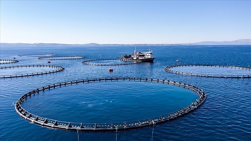 Karadeniz Bölgesi’nin su ürünleri ihracatı 62 milyon doları aştı