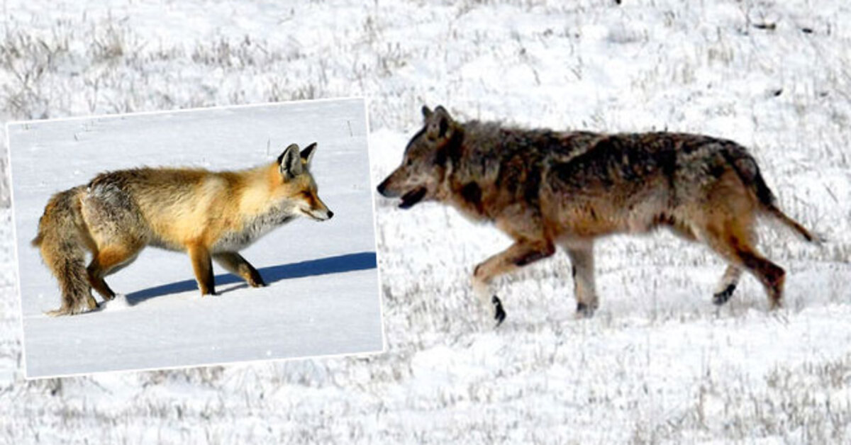 Kars haberleri: Kurtlar ve tilkiler aynı şehirde görüntülendi! Belgesel gibi… | Son dakika haberleri