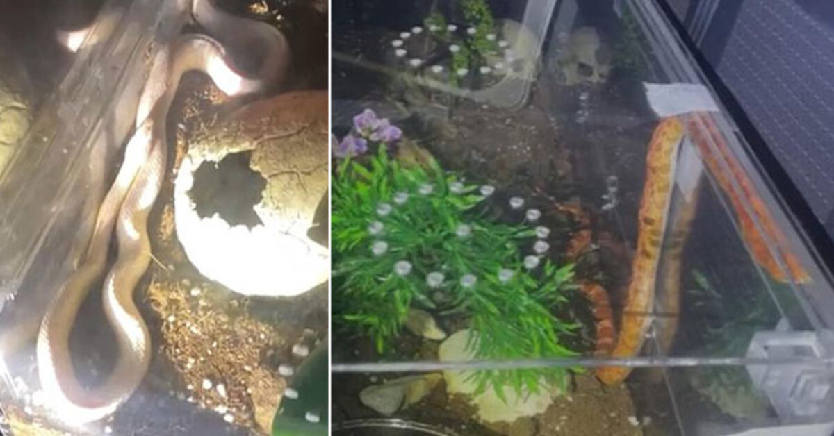 Polis bile şaşırdı! 1 piton ve 2 zehirli yılan! | Son dakika haberleri