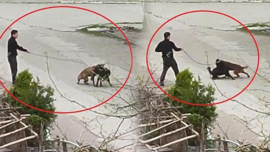 Samsun’da korkunç olay! Tasmasından tuttuğu köpeği üzerlerine saldı