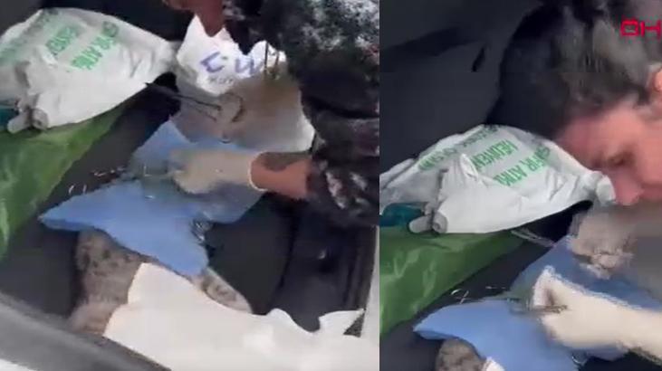 Son dakika! İstanbul Sarıyer’de veteriner depreme ameliyatta yakalandı!
