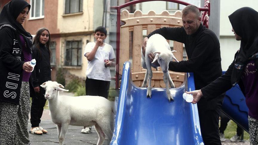 Tuvalet eğitimi aldı, parkta kaydıraktan kayarak eğleniyor! Maviş’in inanılmaz hikayesi