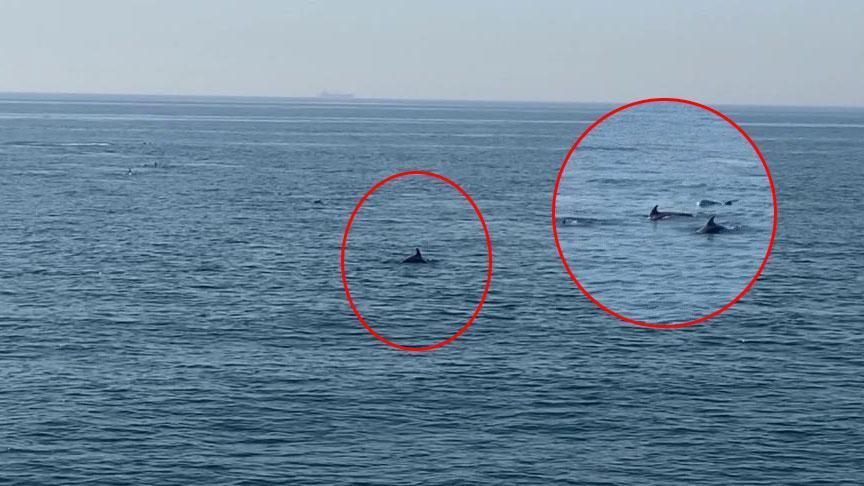 Yer: Marmara Denizi! Sürü halinde kameralara takıldılar