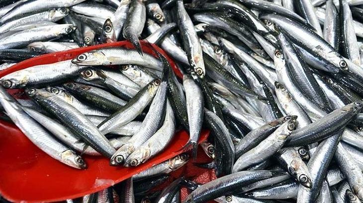 Yılın ilk 3 ayında 3,1 milyon doları aşan hamsi ihracatı