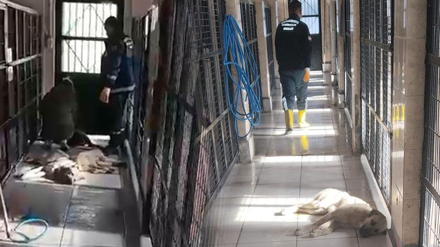 ‘Barınakta hayvanlar uyutuldu’ iddiası! Müdür görevden alındı