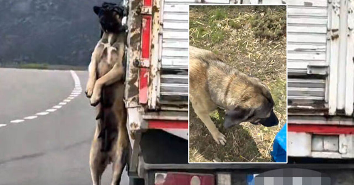 Büyük tepki çekmişti! Gerçek ortaya çıktı | SON DAKİKA HABERLERİ | Son dakika haberleri